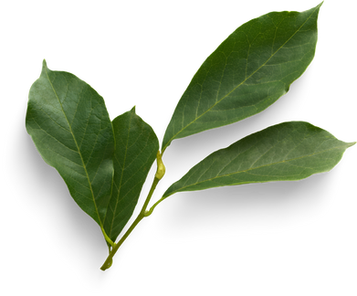 Isolated Cutout PNG